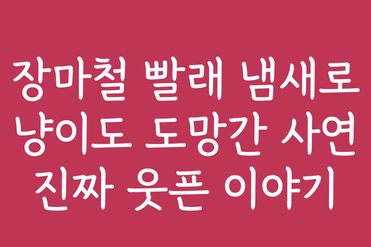 장마철 빨래 냄새로 냥이도 도망간 사연 진짜 웃픈 이야기