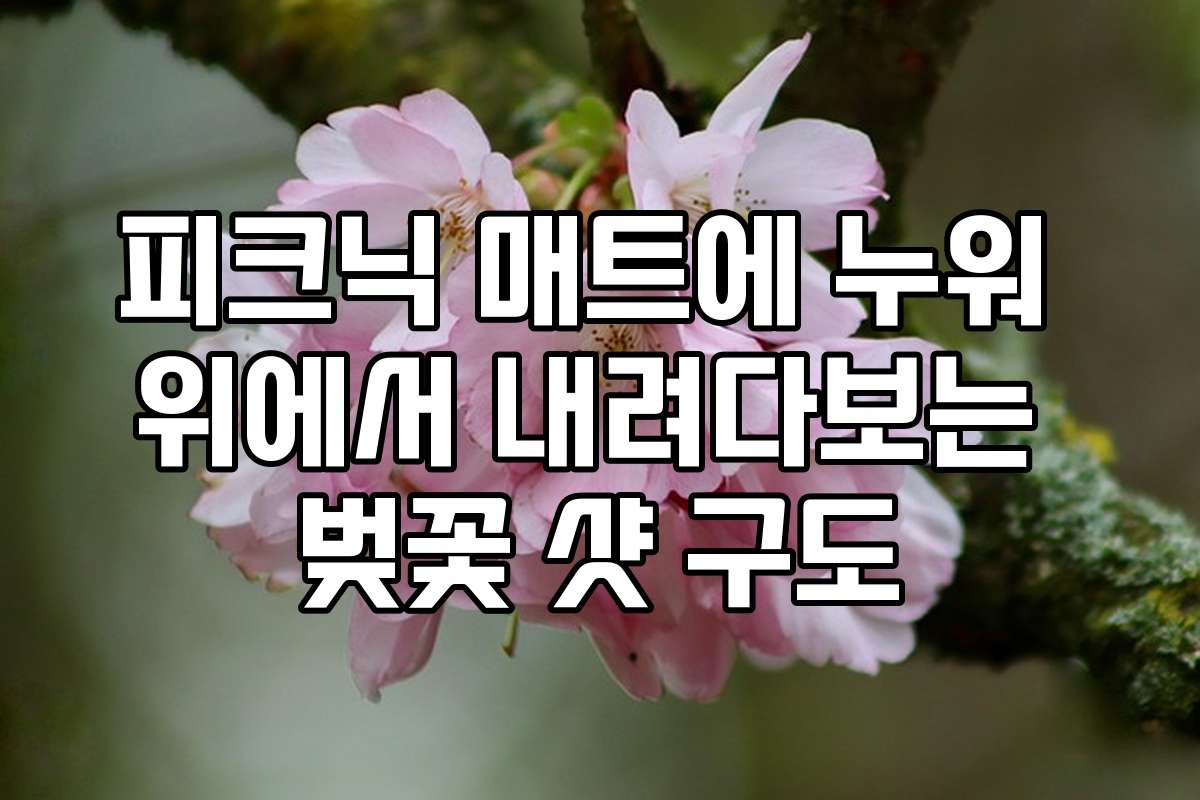 피크닉 매트에 누워 위에서 내려다보는 벚꽃 샷 구도