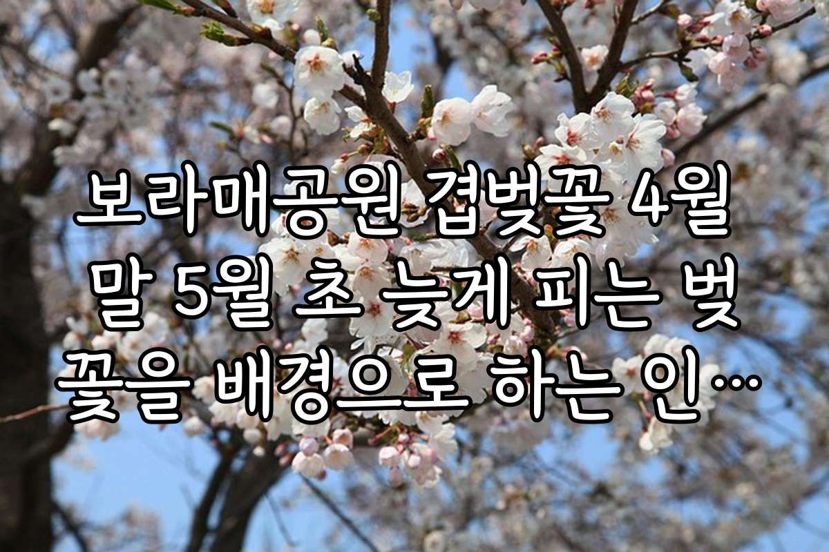 보라매공원 겹벚꽃 4월 말 5월 초 늦게 피는 벚꽃을 배경으로 하는 인기 드라마 촬영지와 명소 소개