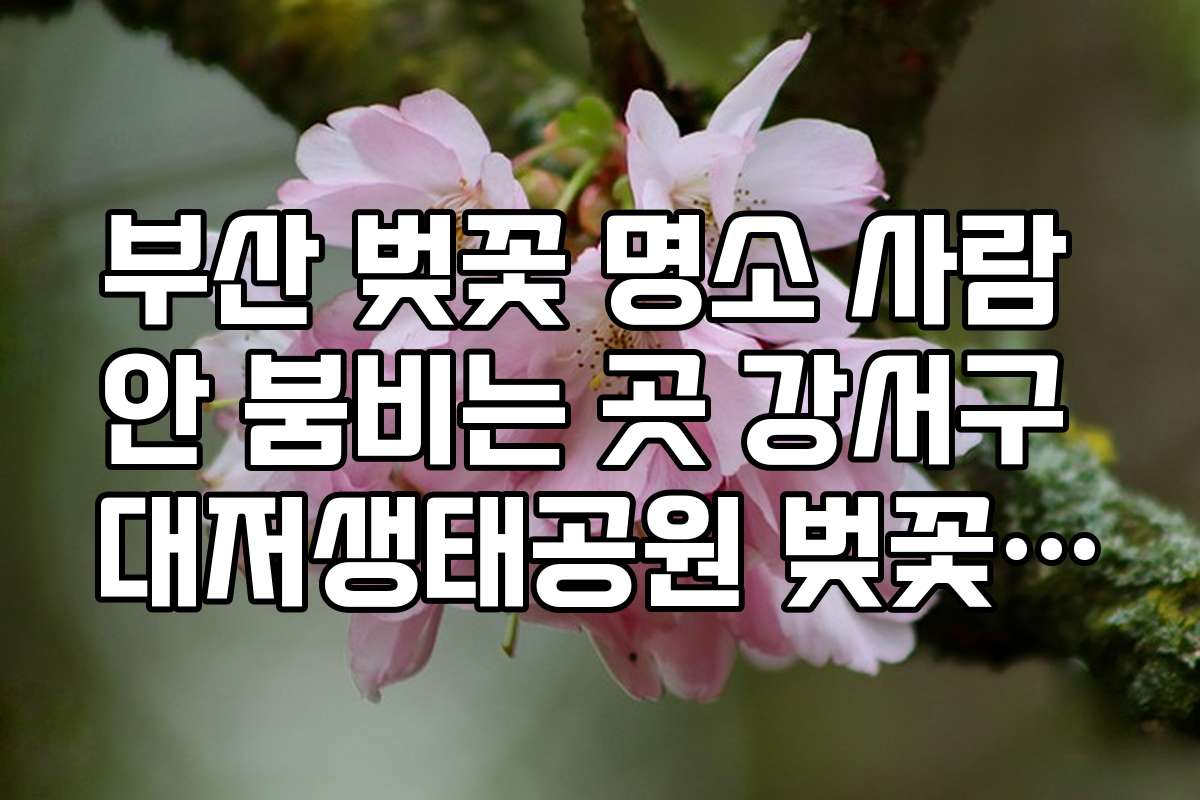 부산 벚꽃 명소 사람 안 붐비는 곳 강서구 대저생태공원 벚꽃 터널