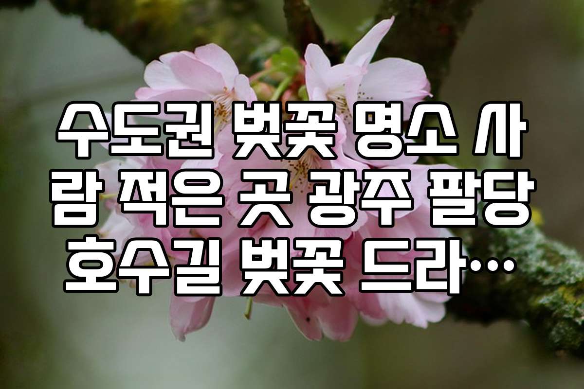 수도권 벚꽃 명소 사람 적은 곳 광주 팔당호수길 벚꽃 드라이브