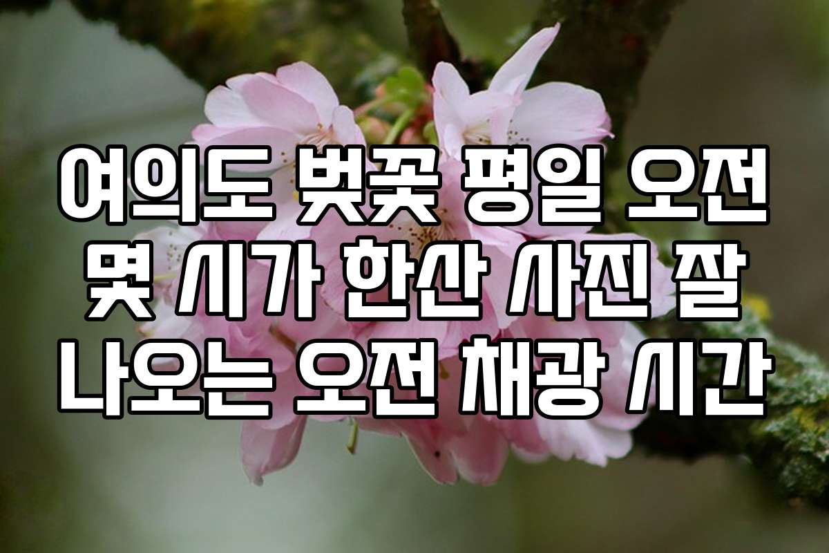 여의도 벚꽃 평일 오전 몇 시가 한산 사진 잘 나오는 오전 채광 시간