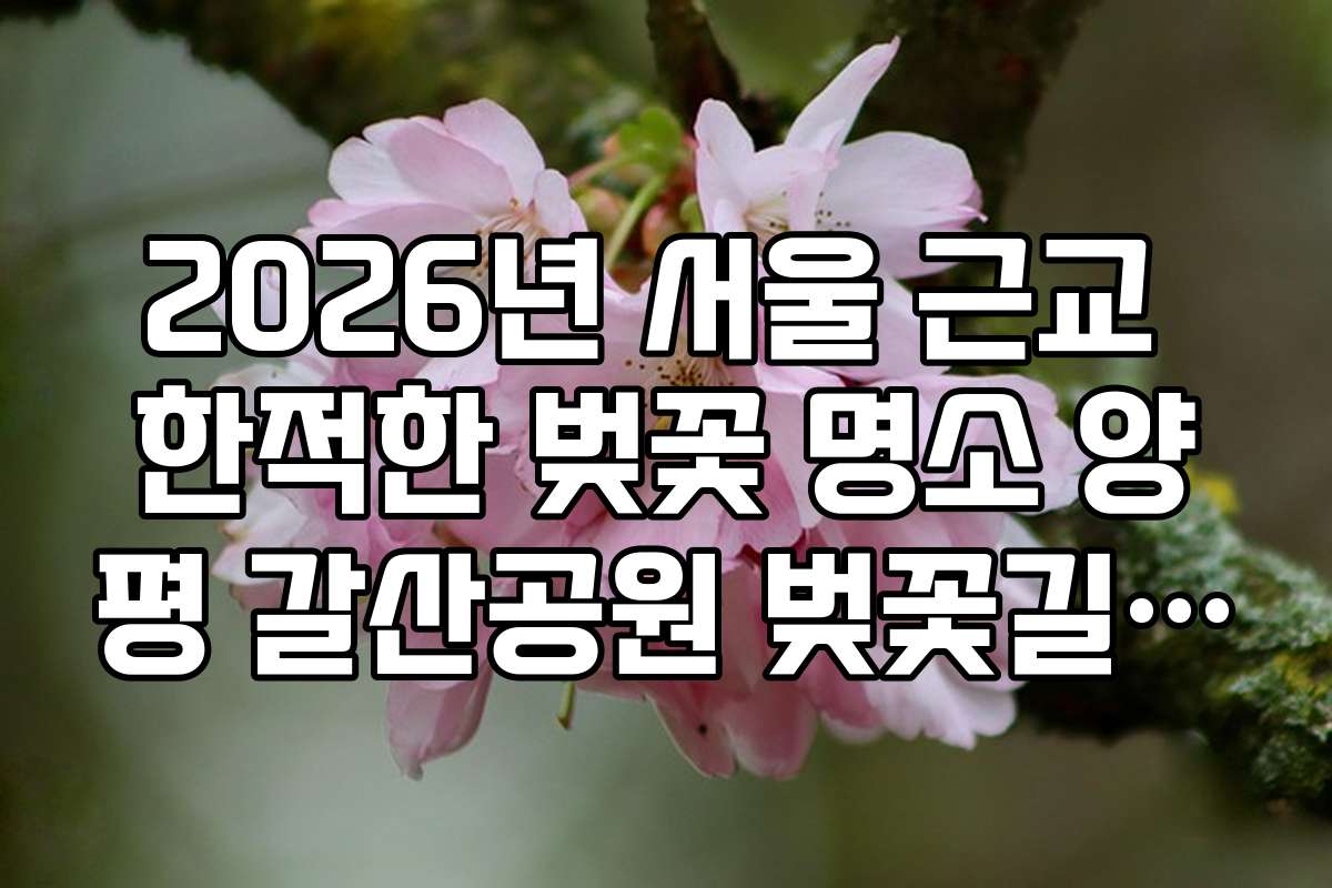 2026년 서울 근교 한적한 벚꽃 명소 양평 갈산공원 벚꽃길 가이드
