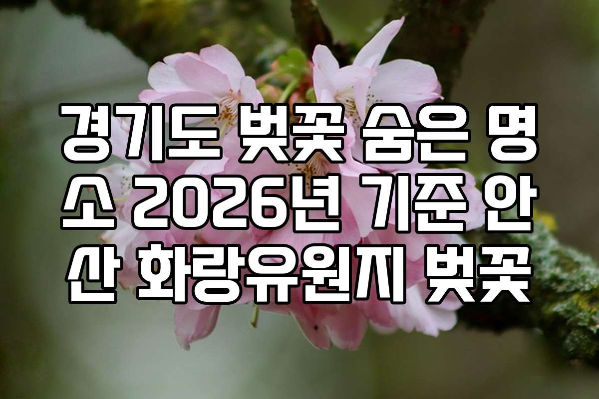 경기도 벚꽃 숨은 명소 2026년 기준 안산 화랑유원지 벚꽃