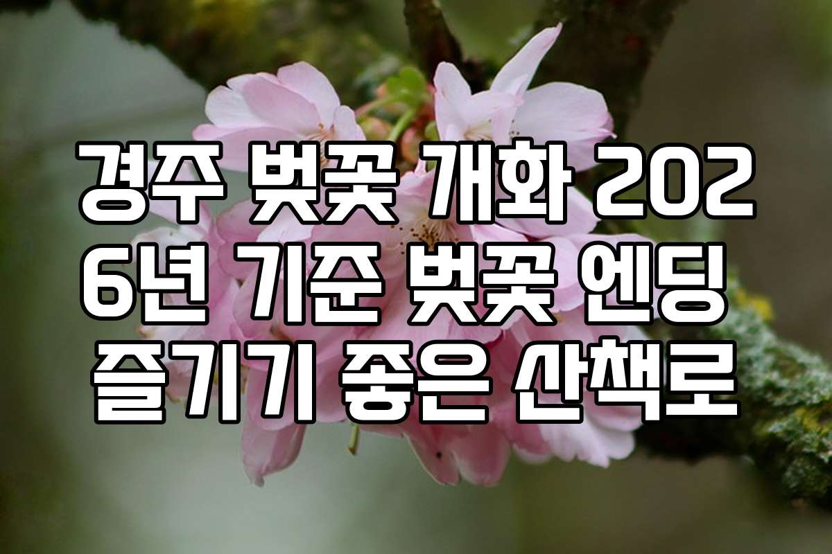 경주 벚꽃 개화 2026년 기준 벚꽃 엔딩 즐기기 좋은 산책로