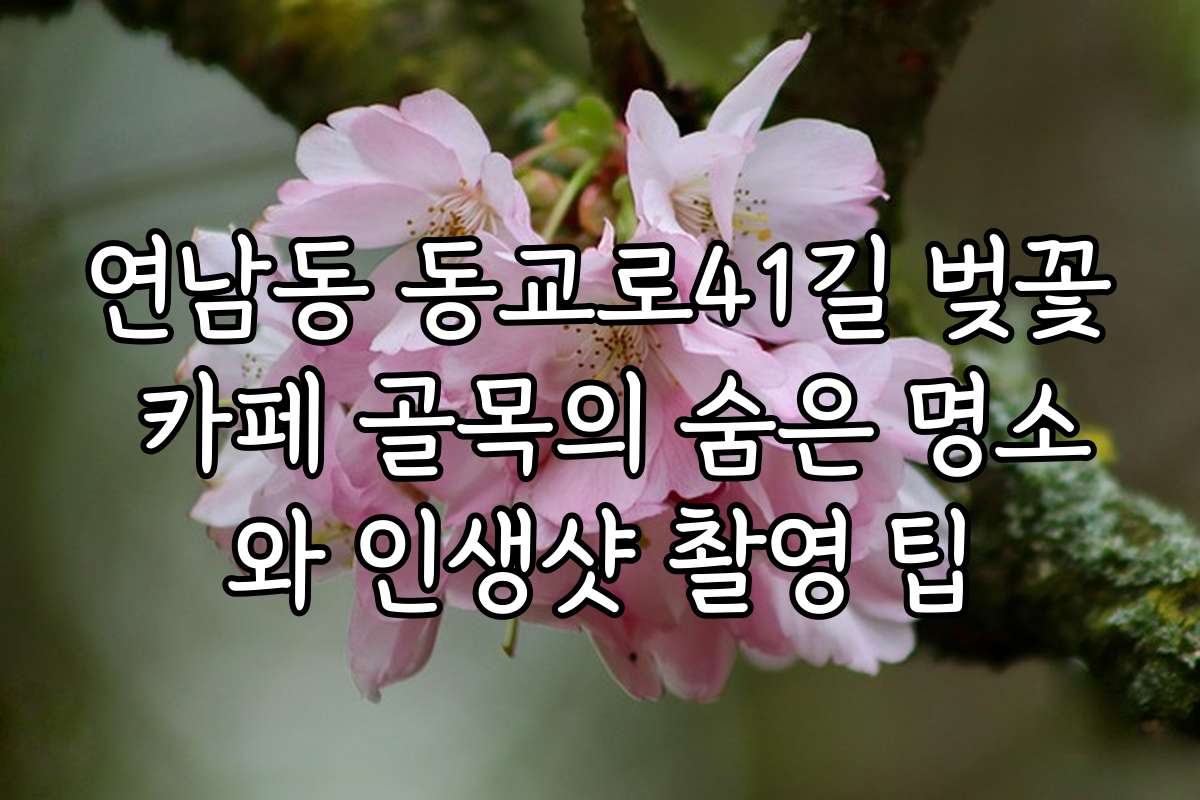연남동 동교로41길 벚꽃 카페 골목의 숨은 명소와 인생샷 촬영 팁
