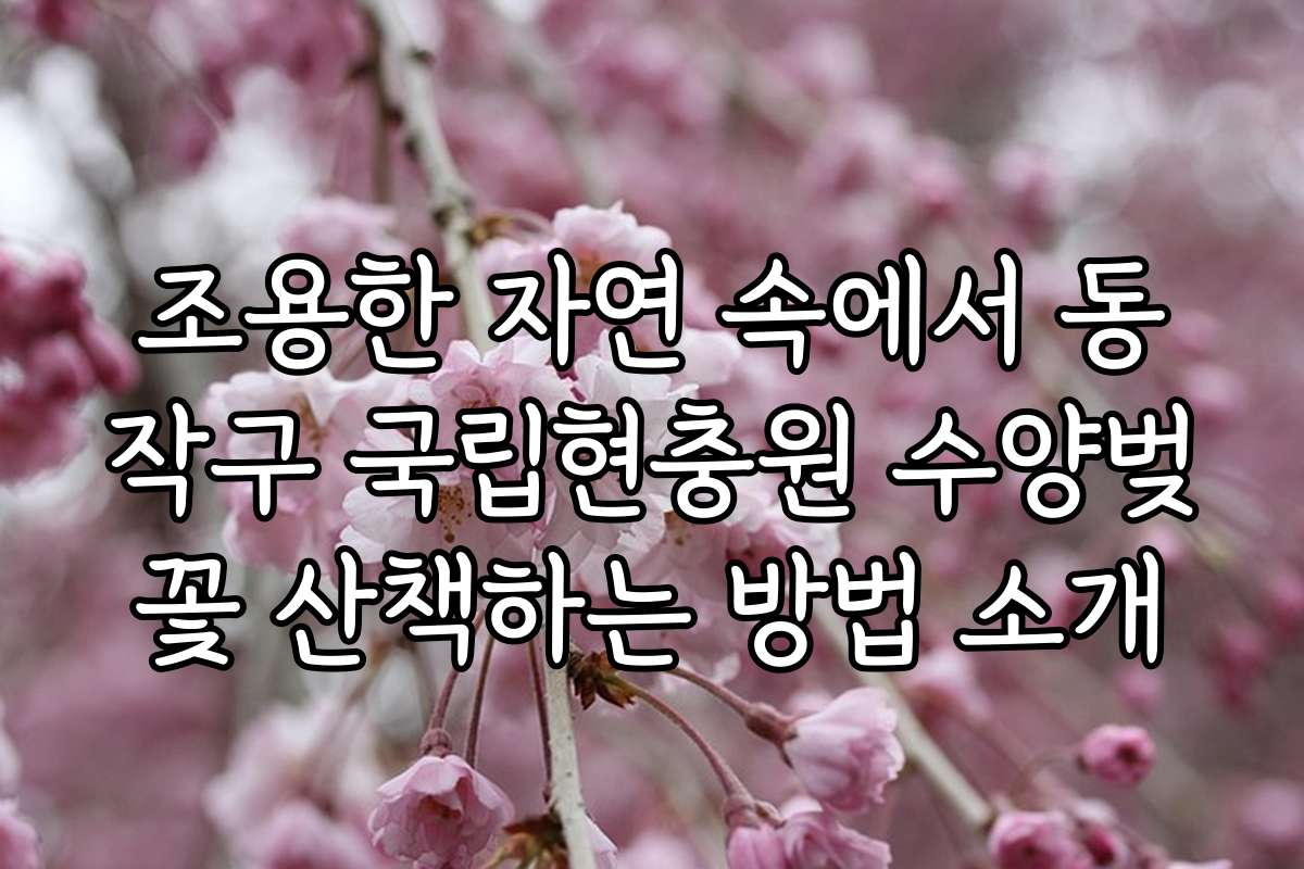조용한 자연 속에서 동작구 국립현충원 수양벚꽃 산책하는 방법 소개