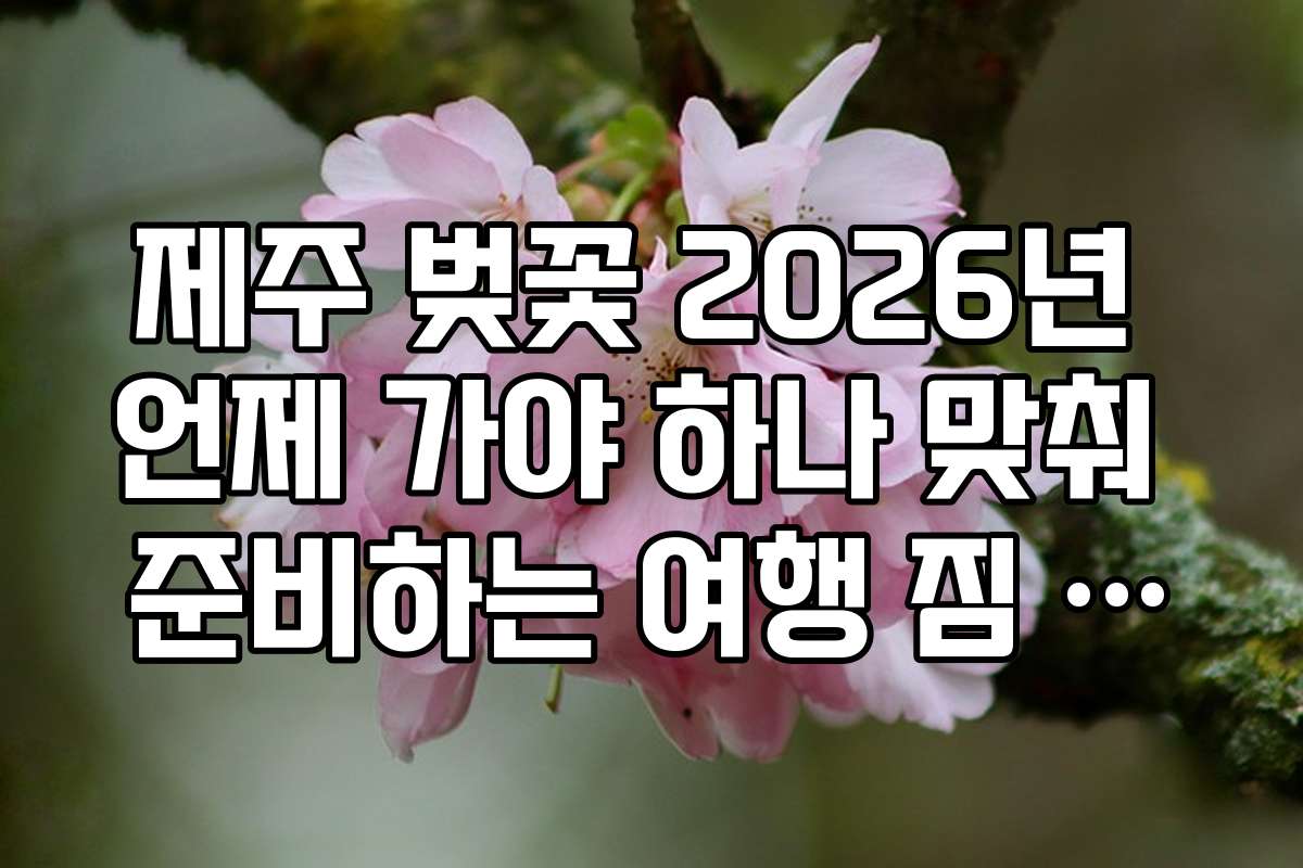 제주 벚꽃 2026년 언제 가야 하나 맞춰 준비하는 여행 짐 리스트