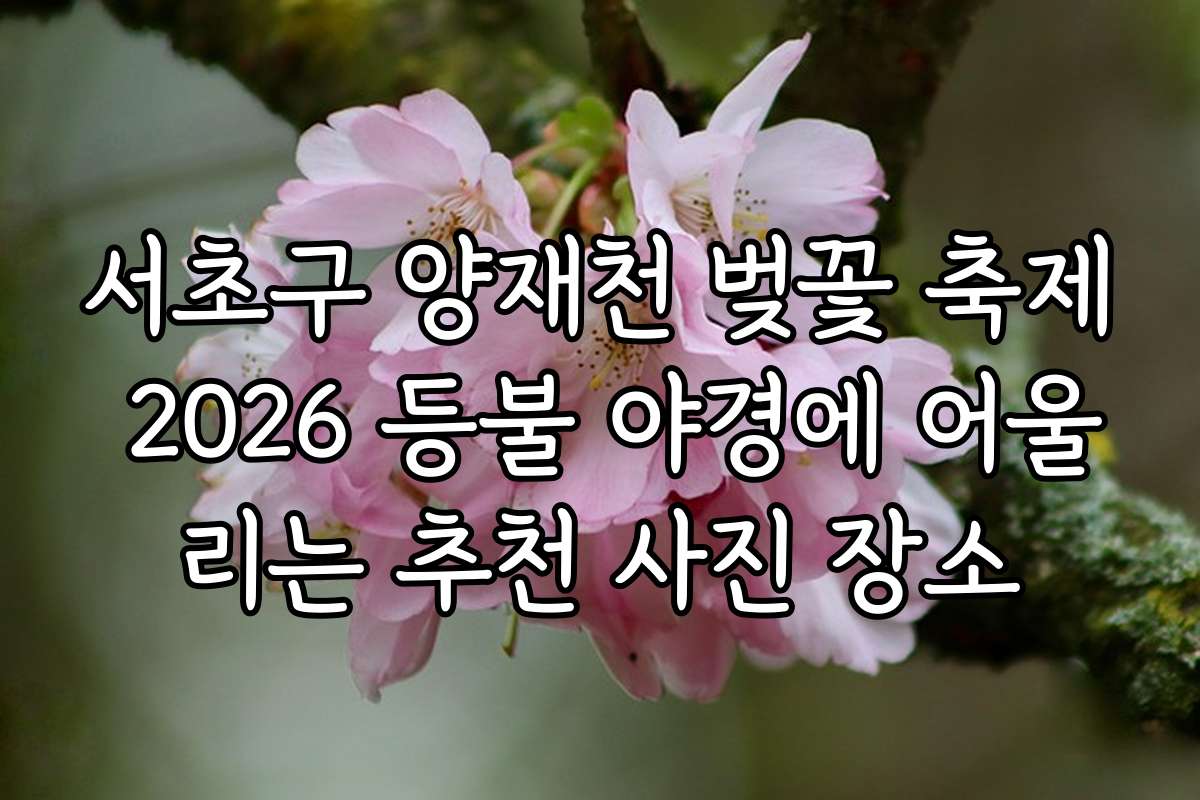 서초구 양재천 벚꽃 축제 2026 등불 야경에 어울리는 추천 사진 장소