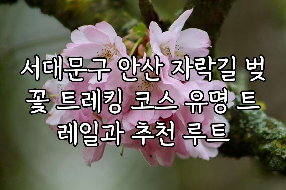 서대문구 안산 자락길 벚꽃 트레킹 코스 유명 트레일과 추천 루트
