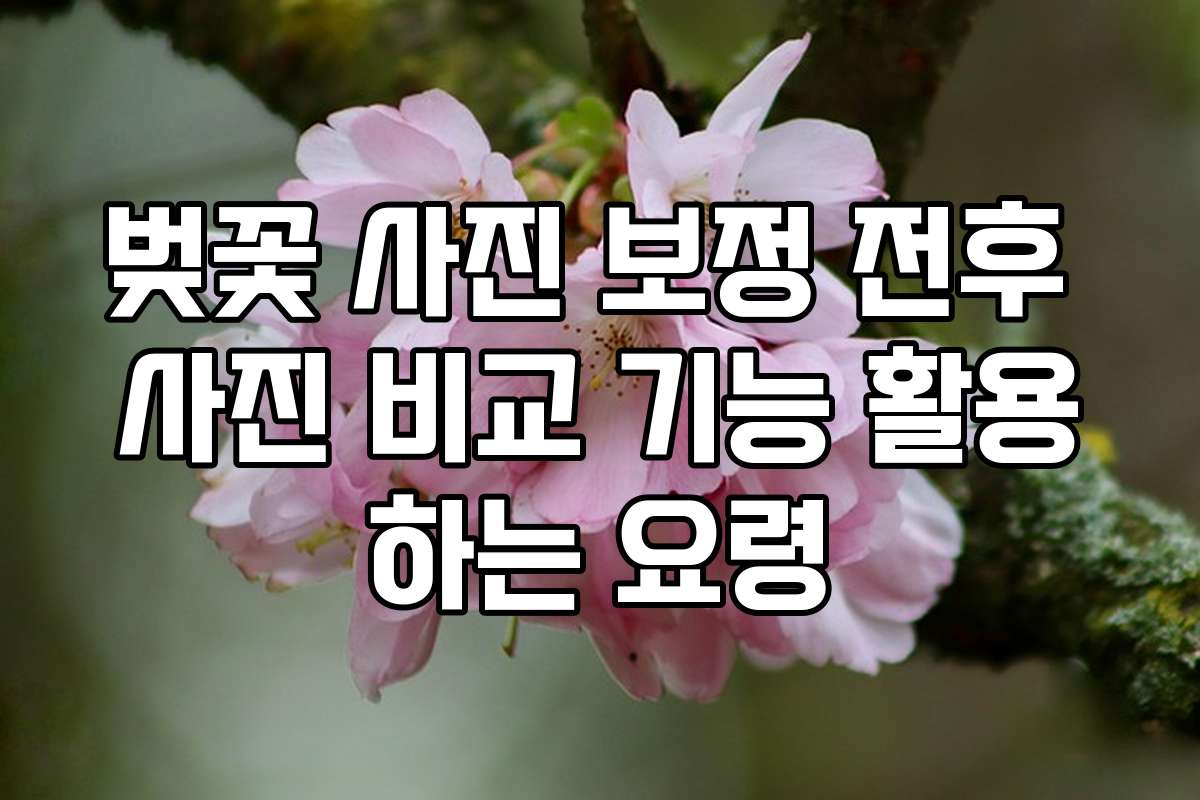 벚꽃 사진 보정 전후 사진 비교 기능 활용하는 요령