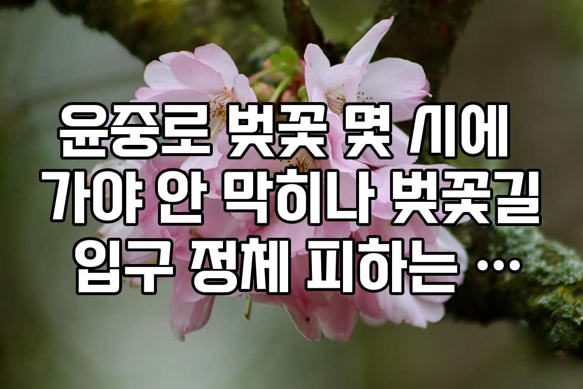 윤중로 벚꽃 몇 시에 가야 안 막히나 벚꽃길 입구 정체 피하는 요령