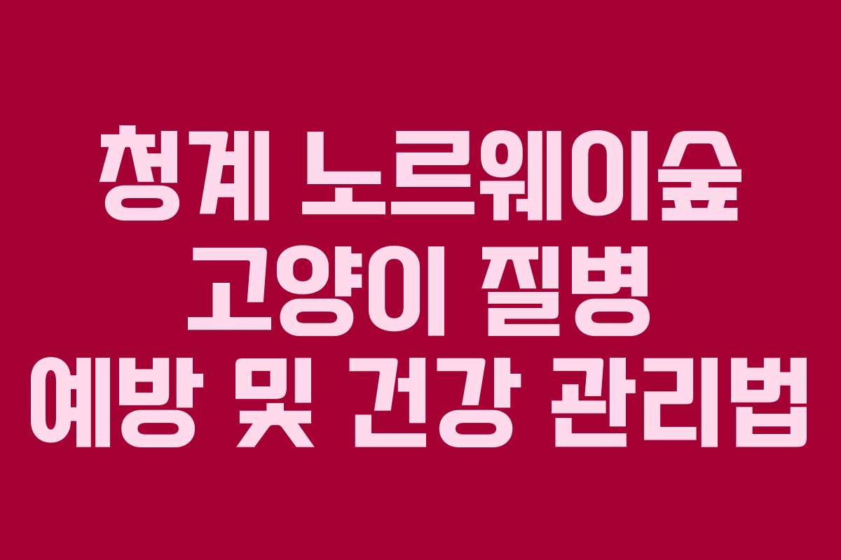 청계 노르웨이숲 고양이 질병 예방 및 건강 관리법 청계 노르웨이숲 고양이 질병 예방 및 건강 관리법